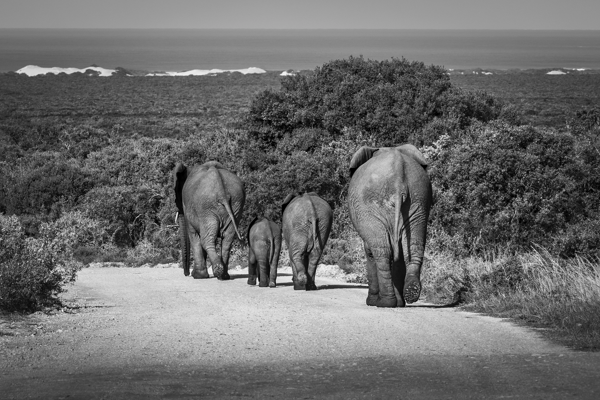 ilka mueller Black White Elephant