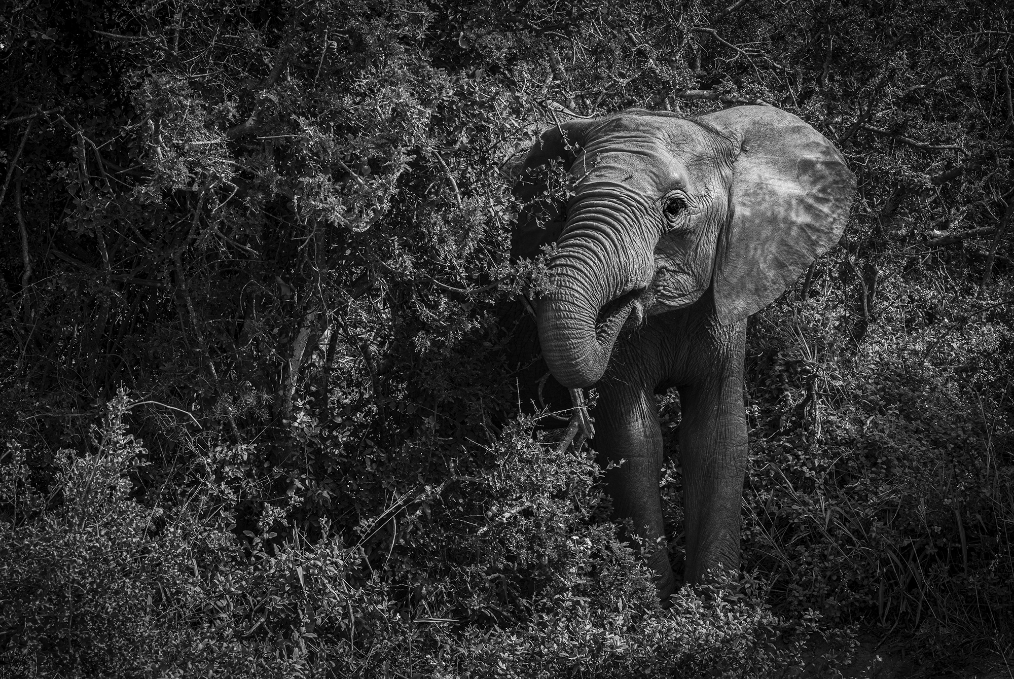 ilka mueller black white elephant 